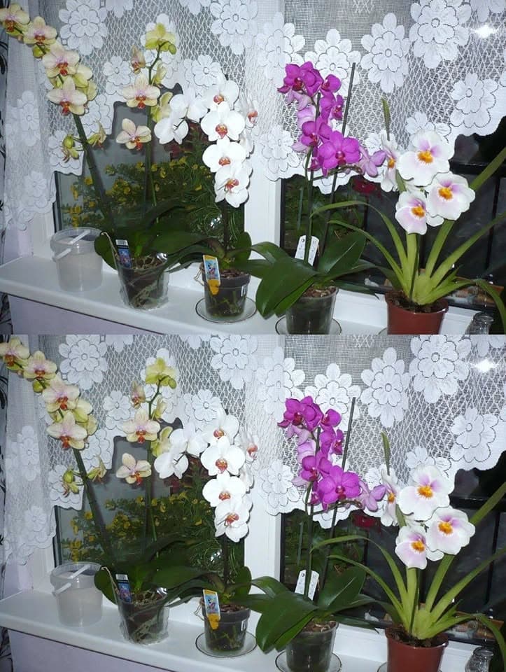 Fokhagyma, orchidea elixír. 🌸🌺 🪴 Egy hónap múlva rengeteg gyönyörű virágod lesz - Nézd meg a hozzászólásoknál, hogyan használd👇👇